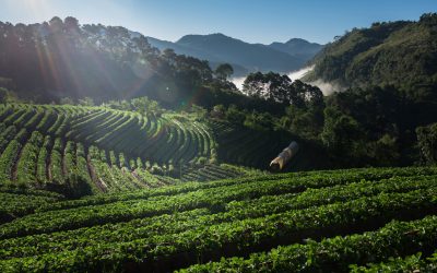 Strawberry Farm field on mountain